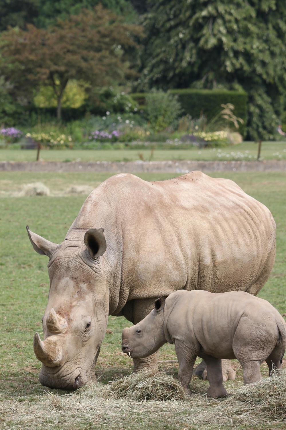 cotswold-wildlife-park 1.jpg